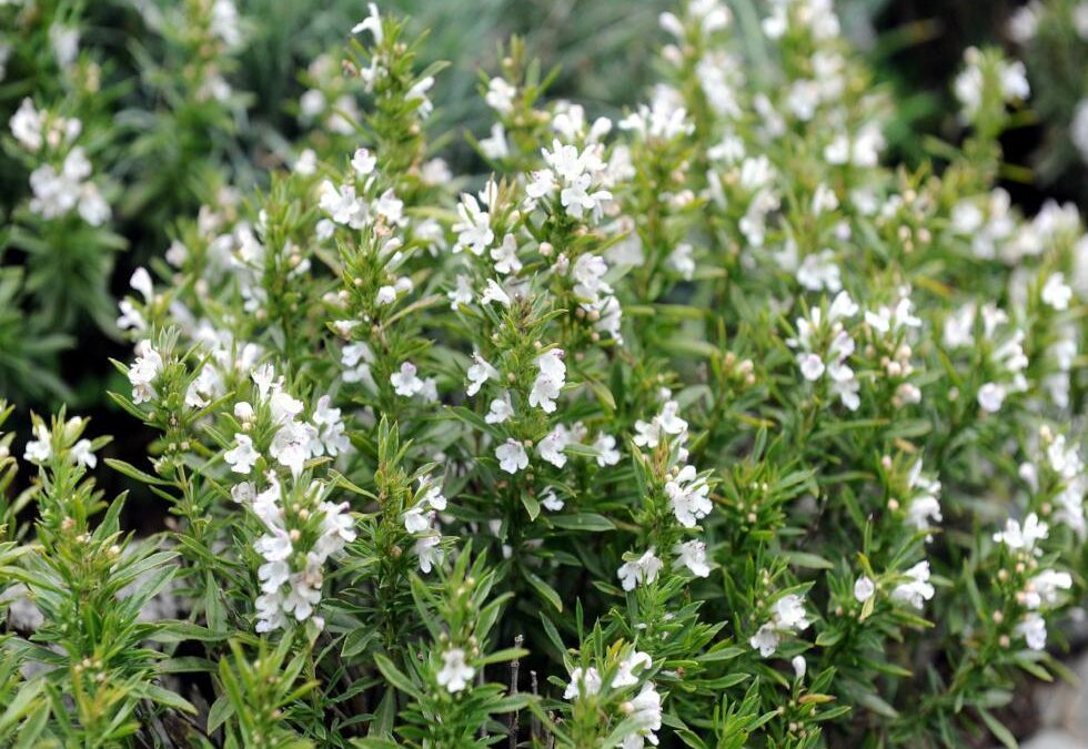 Geyik Otu Satureja Montana faydaları