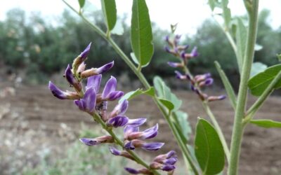 Glycyrrhiza Glabra Bitkisi Nedir? Etkileri