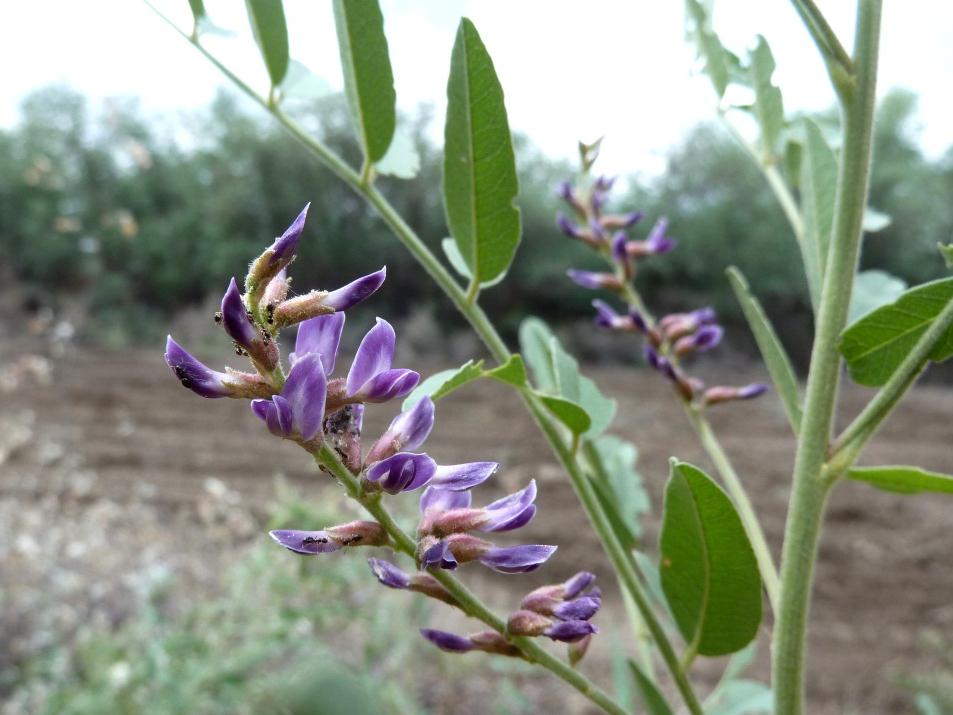 Glycyrrhiza glabra kökü