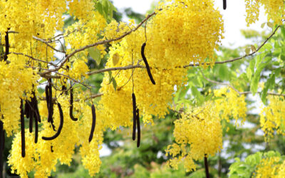 Hıyarşember Nedir? Hıyarşember Ne İşe Yarar?