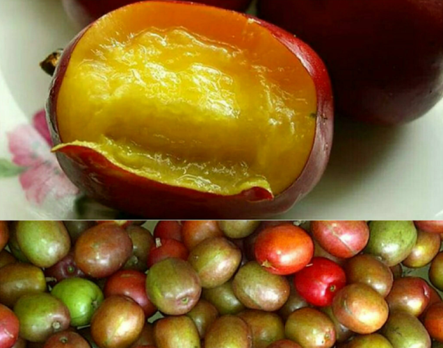 Hog Plum nedir