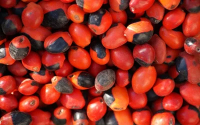 Huayruro tohumları spiritüel anlamı