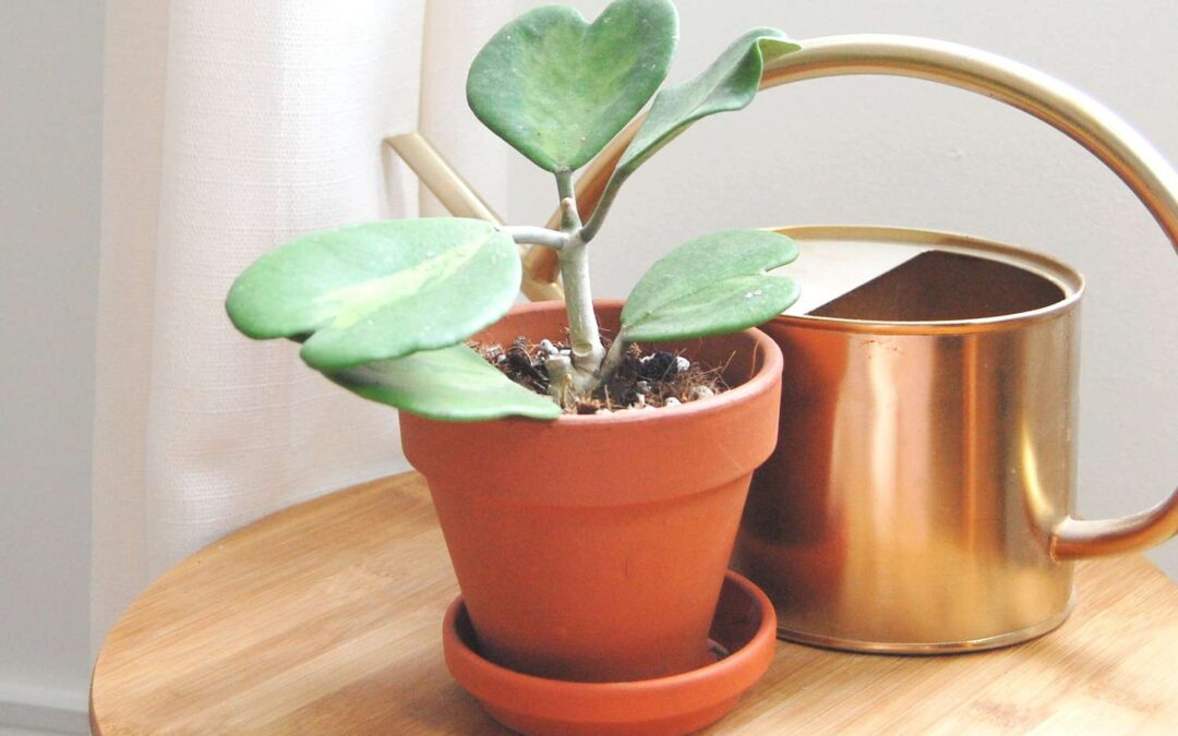 Kalp Sukulent Çoğaltma