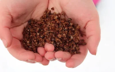 Labada Tohumu Ne Zaman Ekilir? Faydaları