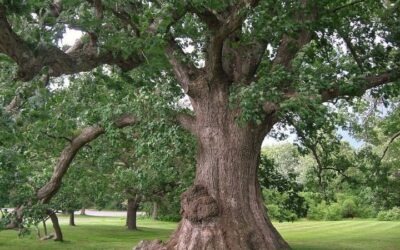 Meşe Ağacı Çeşitleri