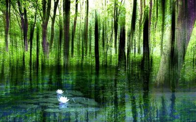 Mindfulness Sözlüğü