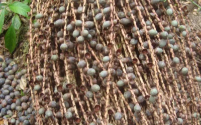 Oenocarpus Bataua (Patawa Meyvesi) Nedir? Özellikleri