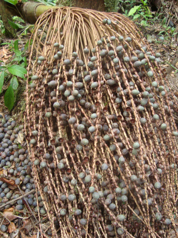 Oenocarpus Bataua patawa meyvesi