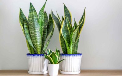 Paşa Kılıcı Bakımı, Anlamı