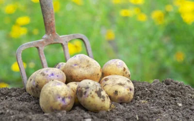 Patates Ne Zaman Ekilir? Ne Zaman Hasat Edilir?