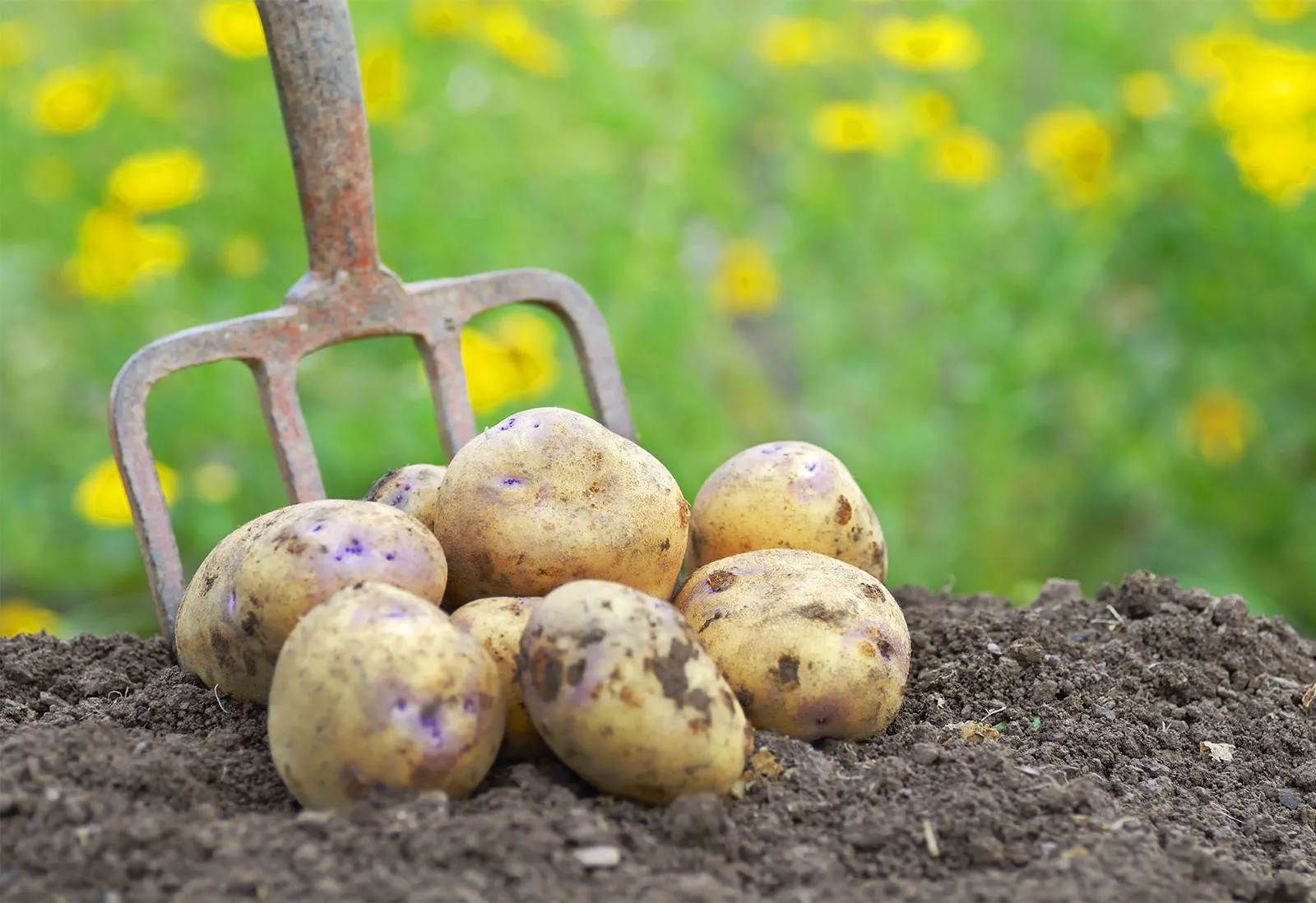 Patates Ne Zaman Ekilir ve hasat edilir