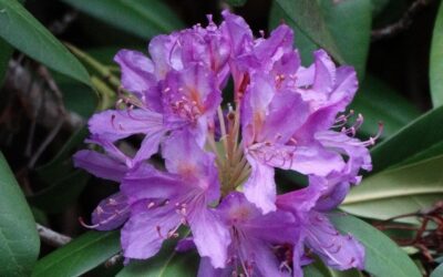 Rhododendron Ponticum – Orman Gülü Özellikleri