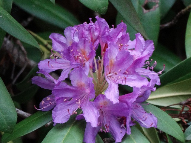 Rhododendron Ponticum orman gülü