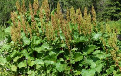 Rumex Alpinus Nedir?