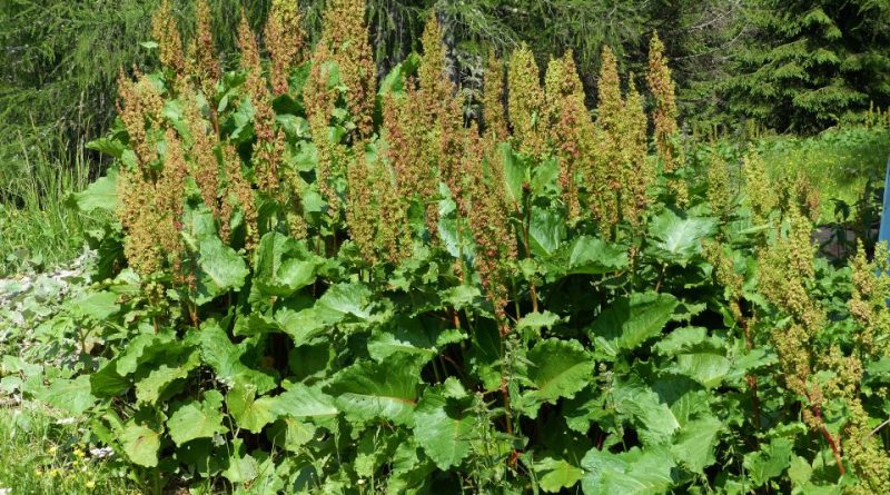 rumex alpinus nedir