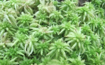 Sphagnum Yosunu Nedir? Nasıl Kullanılır?