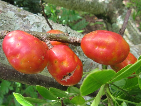 Spondias Purpurea - Jamaican Plum Nedir?