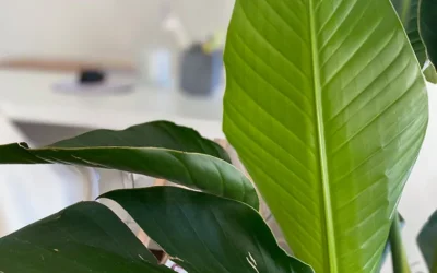 Starliçe Bakımı, Çoğaltma