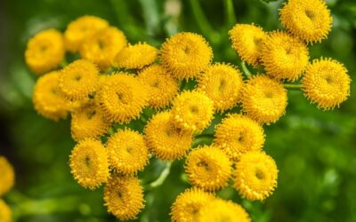 Tanacetum Pire Otu Nedir? Ne İşe Yarar?