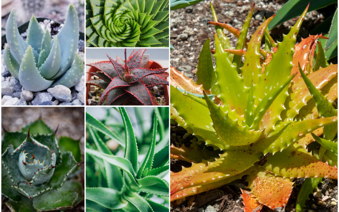 aloe vera çeşitleri