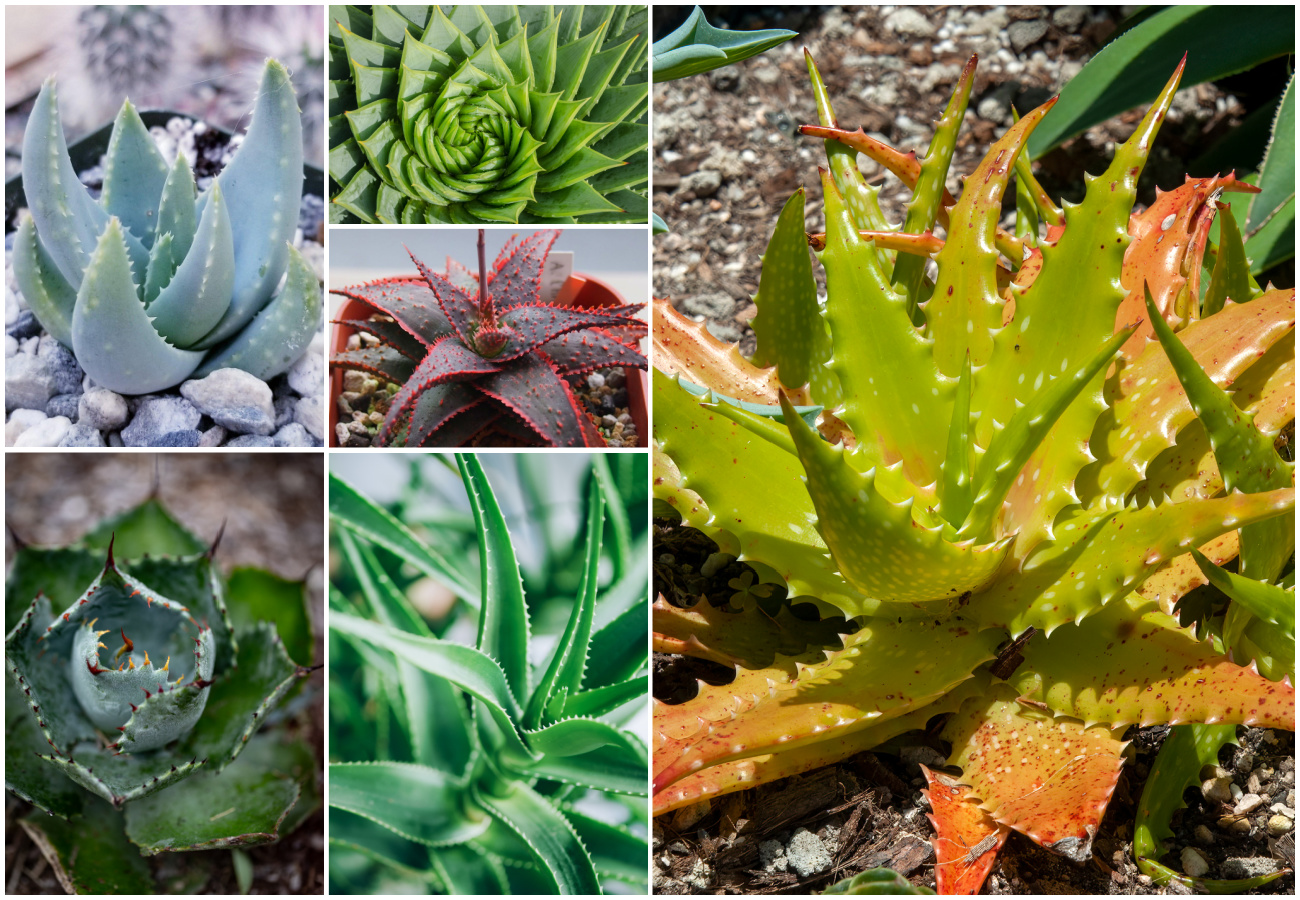 aloe vera çeşitleri