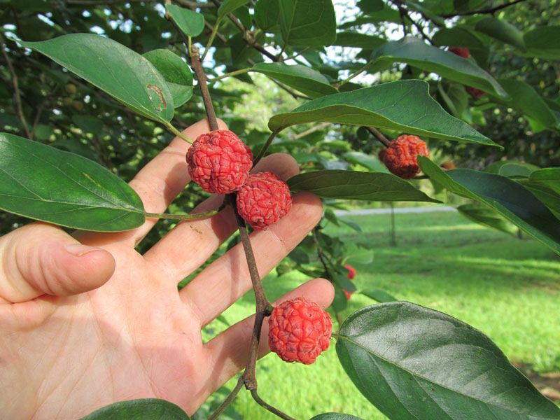 che fruit nerede yetişir