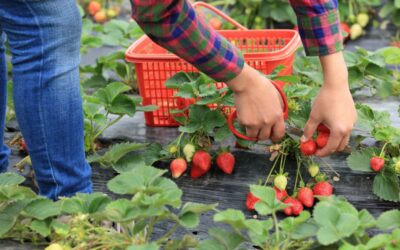 Çilek Ne Zaman Ekilir? Saksıda Çilek Ekimi