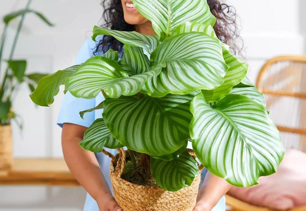 dua çiçeği bakımı, çeşitleri