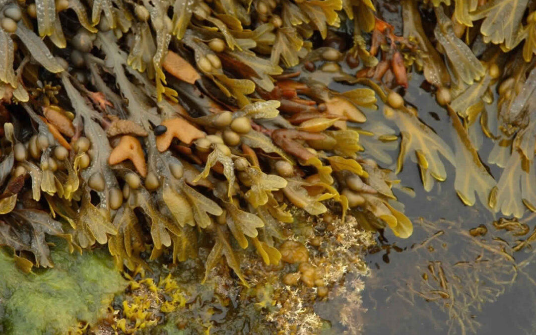 fucus esmer yosun faydaları