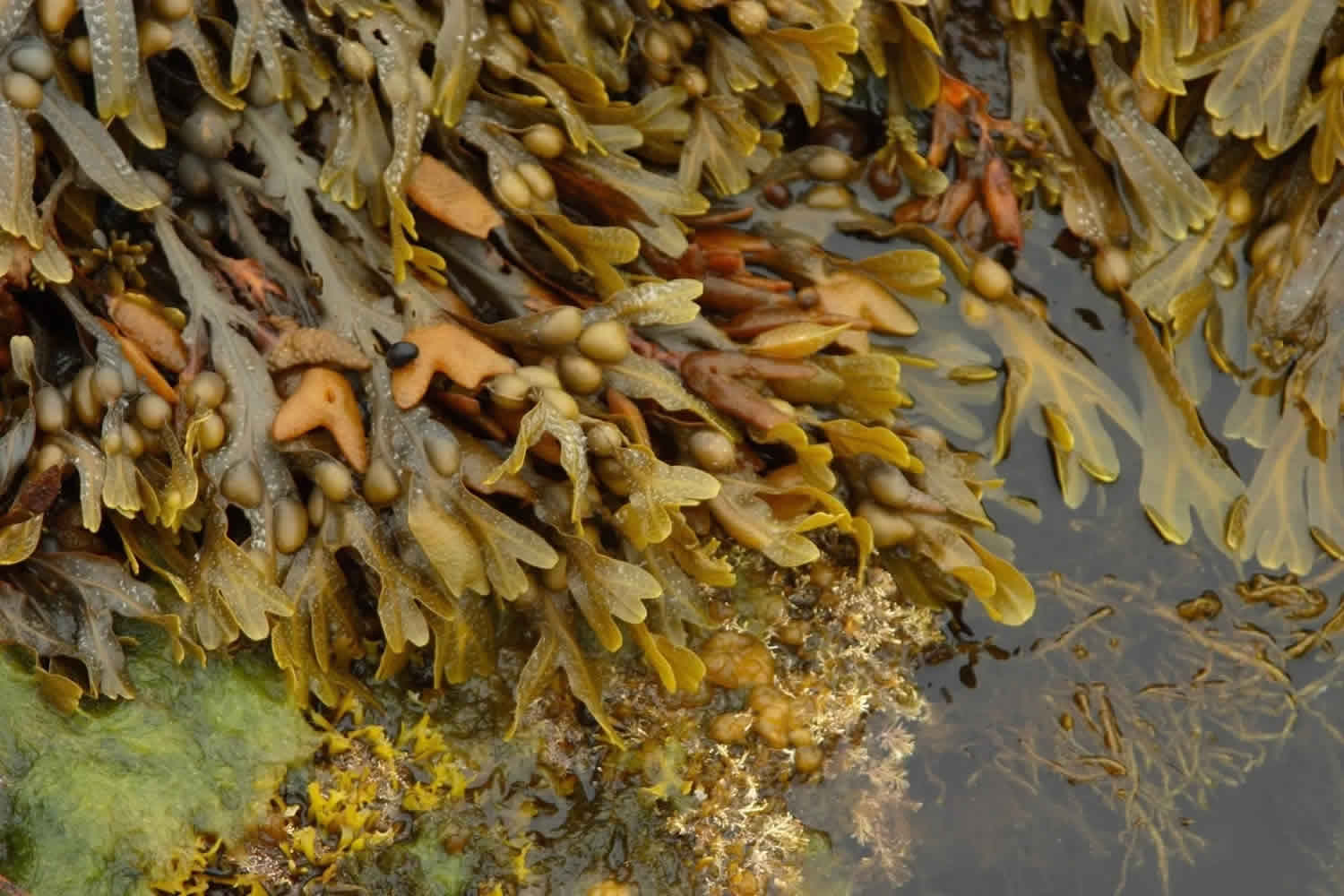 fucus esmer yosun faydaları