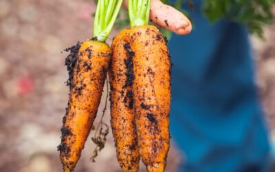 Havuç Ne Zaman Ekilir? Nasıl Ekilir?