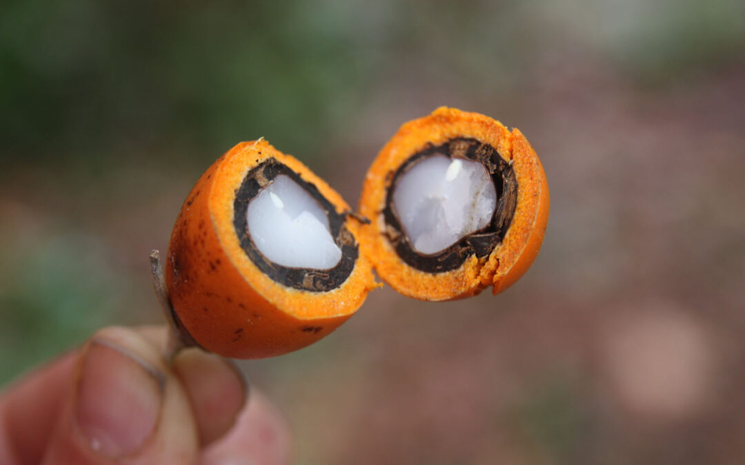 Jauari Palm Fruit nedir