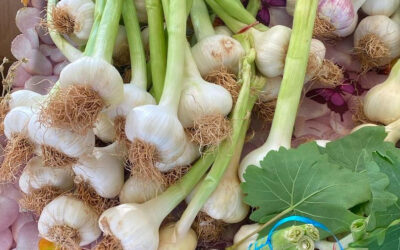 Kışlık Sarımsak Nasıl Saklanır?