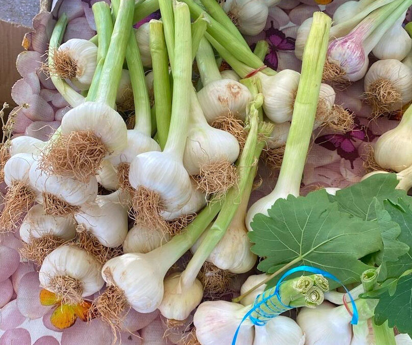 kışlık sarımsak nasıl saklanır