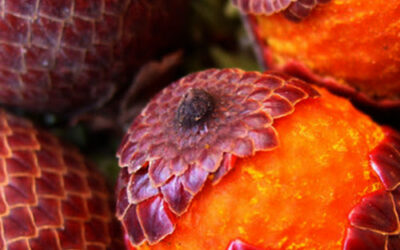 Mauritia Flexuosa Nedir? Faydaları