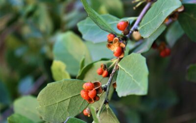 Maytenus Nedir? Maytenus Macrocarpa Bark Extract