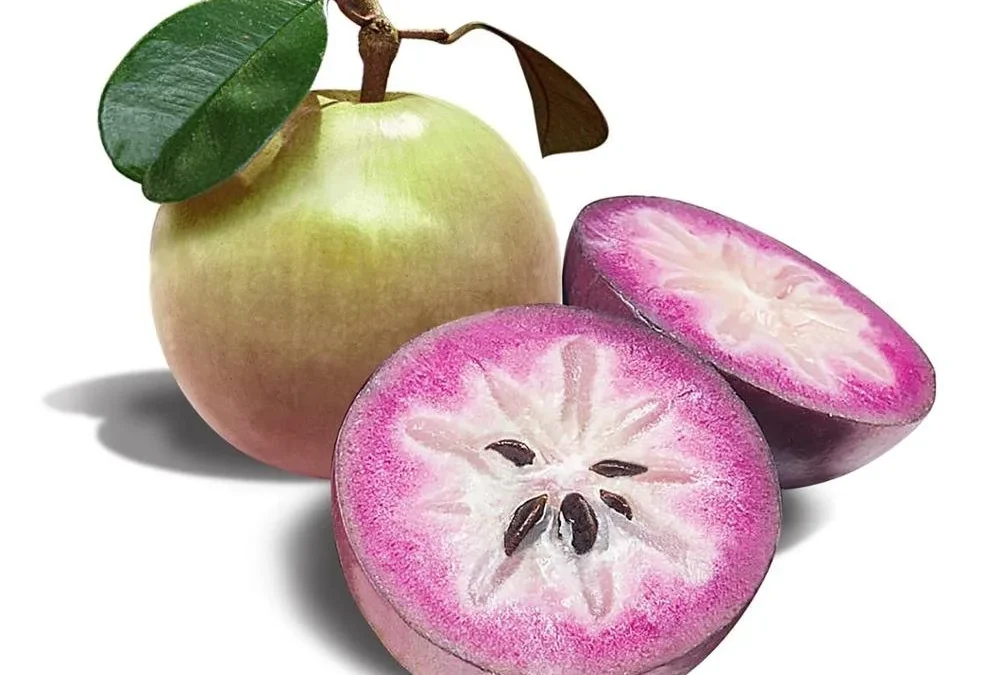 Milk Fruit nerede yetişir