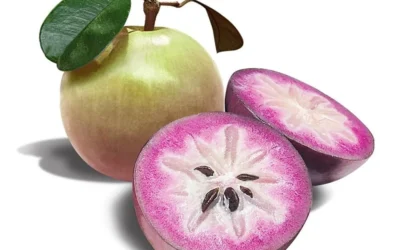 Milk Fruit Nedir? Nerede Yetişir?