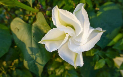 Moon Flower Hangi Çiçek? Özellikleri