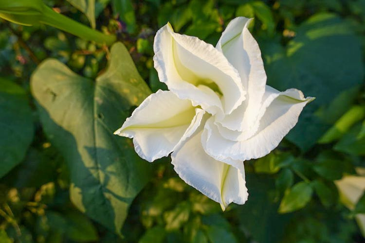 moon flower hangi çiçek