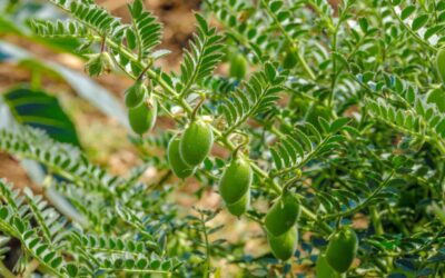 Nohut Ne Zaman Ekilir? Nasıl Ekilir?