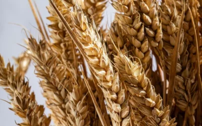 Üveyik Buğdayı Nedir? Üveyik Unu Nedir?