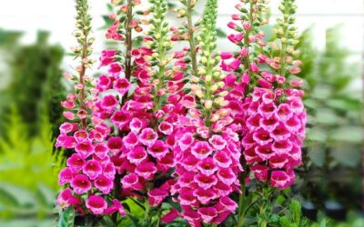 Yüksük Otu Nerede Yetişir? Özellikleri