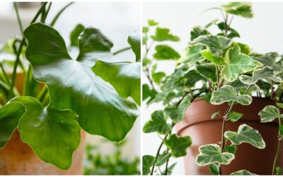 Zehirli Salon Bitkileri