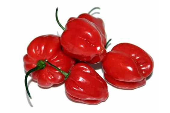 Aji rocoto biberi özellikleri