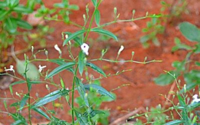 Andrographis Paniculata Nedir?: Doğanın Güçlü Şifa Bitkisi
