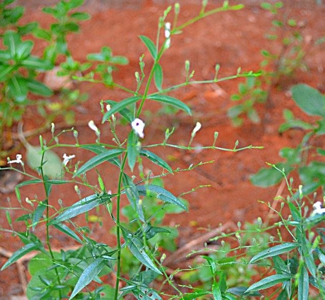 Andrographis Paniculata nedir