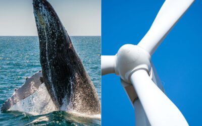 Biyomimikri Nedir?: Doğadan İlham Alan Yenilikler