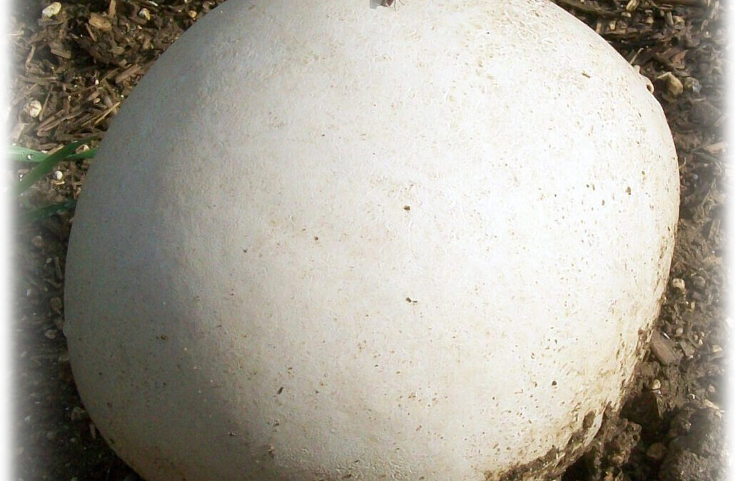 Calvatia Gigantea (Ay Göbeği Mantarı) Özellikleri, Yenir mi?