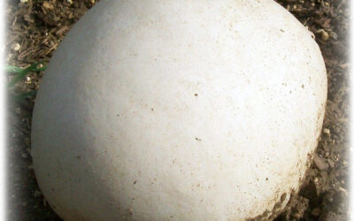 Calvatia Gigantea (Ay Göbeği Mantarı) Özellikleri, Yenir mi?